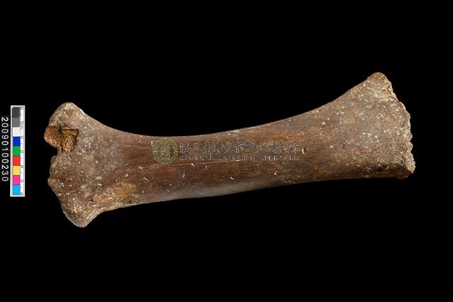 幼牛橈骨化石