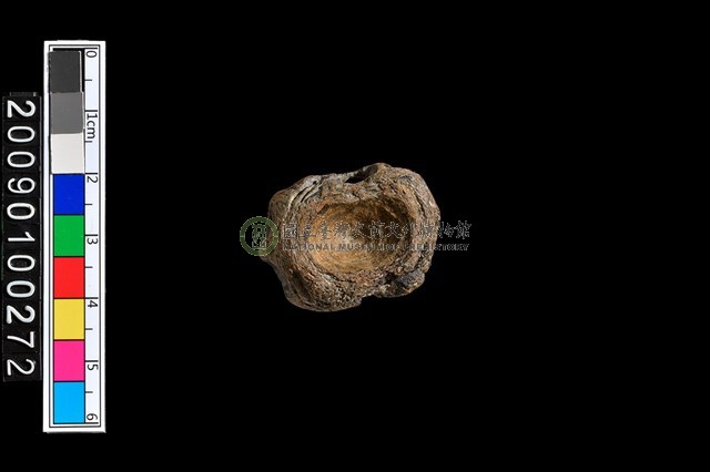 魚脊椎化石