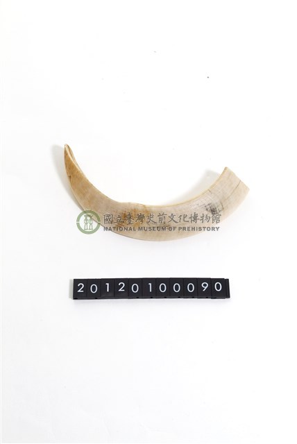 豬牙