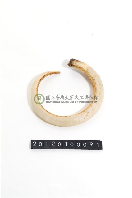 山豬牙