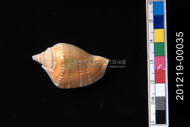 多環鳳凰螺