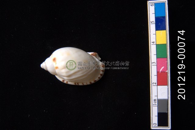雷曼氏小鬘螺