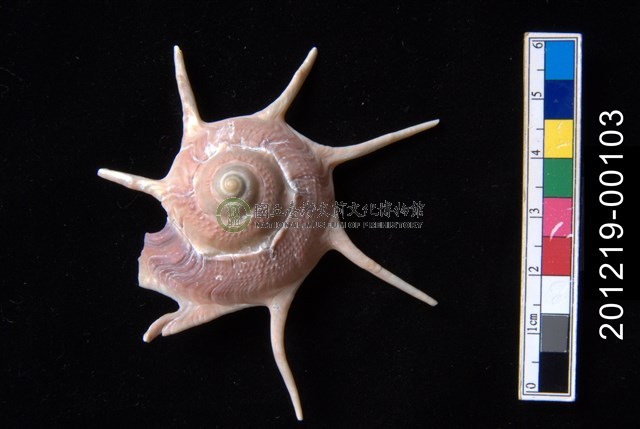 長棘星螺