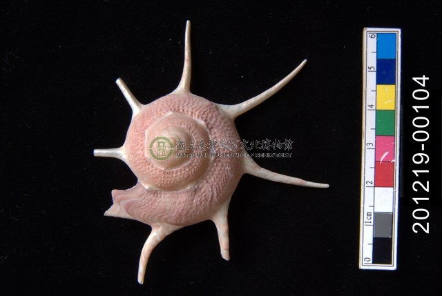 長棘星螺