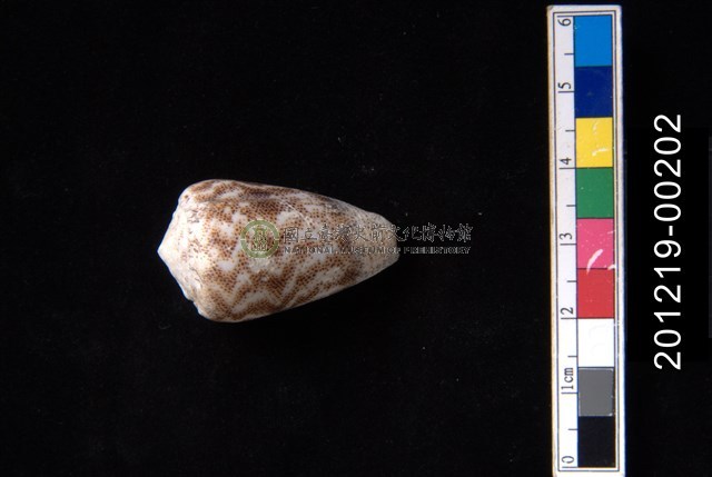 紋身芋螺