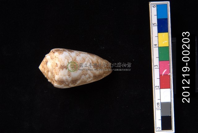 紋身芋螺