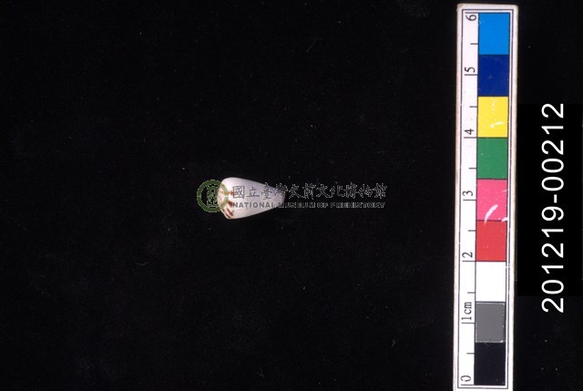 樂譜芋螺