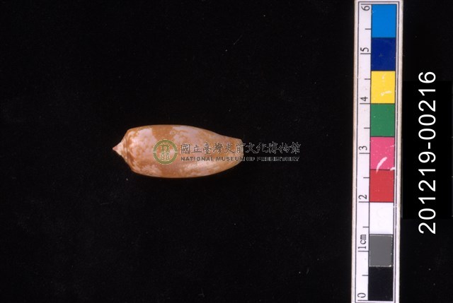 鬱金香芋螺