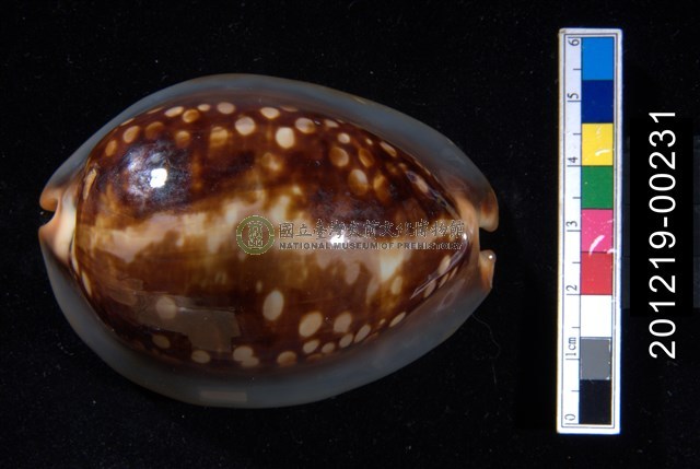龜甲寶螺