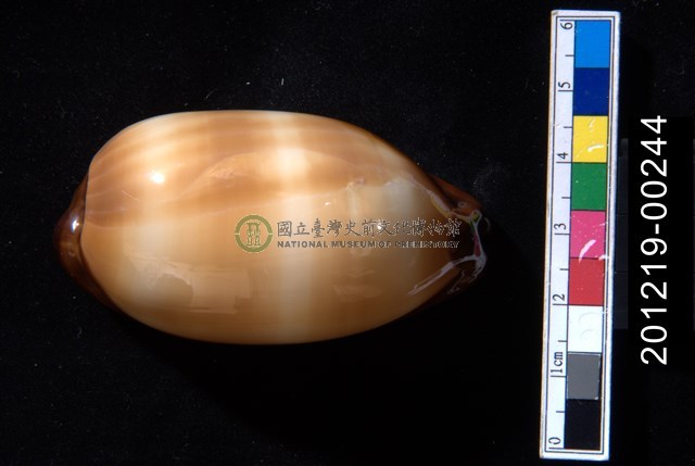 酒桶寶螺