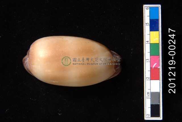 酒桶寶螺