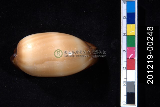 酒桶寶螺