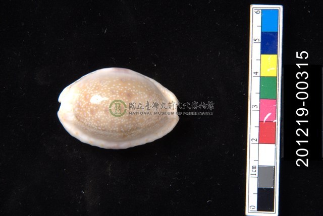 腰斑寶螺