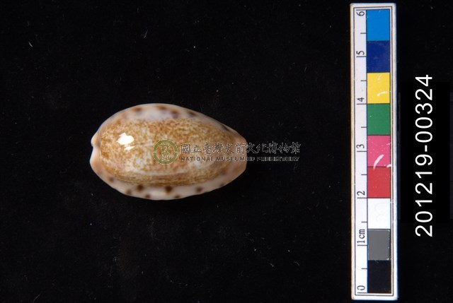 清齒寶螺