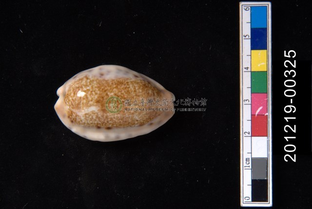 清齒寶螺