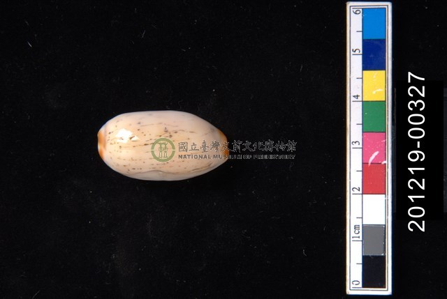 雨絲寶螺