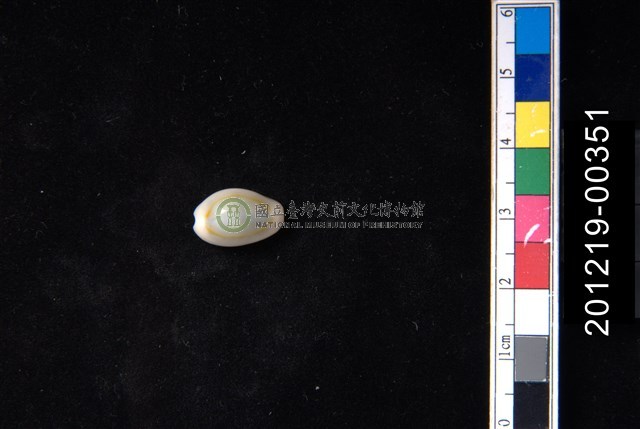 金環寶螺