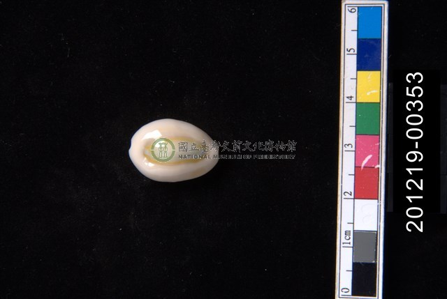 環礁寶螺
