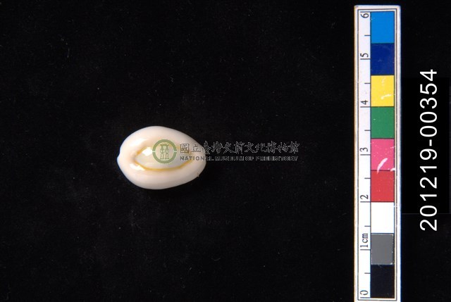 環礁寶螺