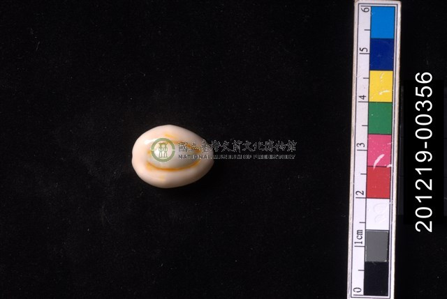 環礁寶螺