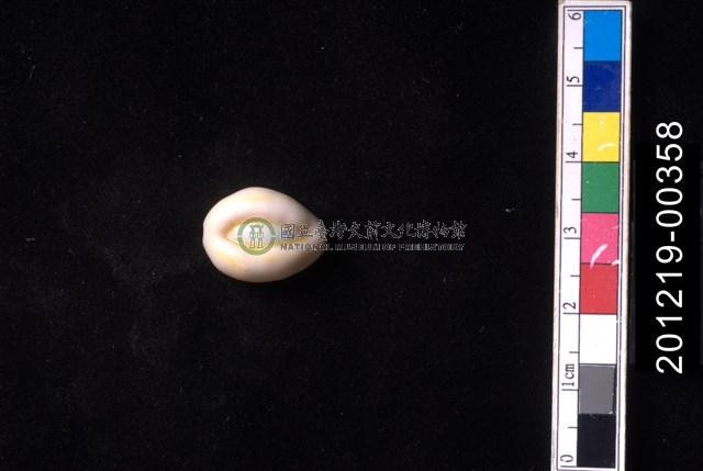 環礁寶螺