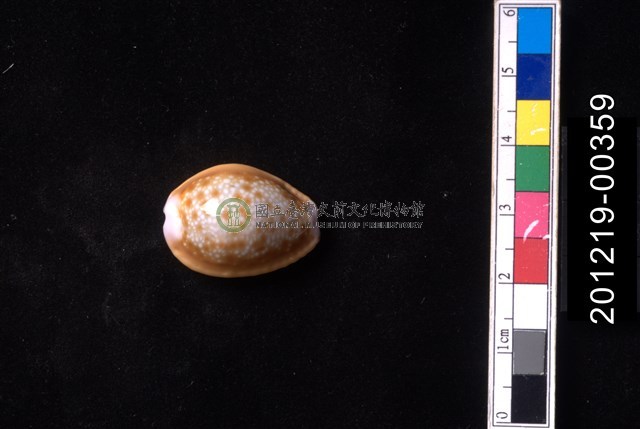 紅花寶螺