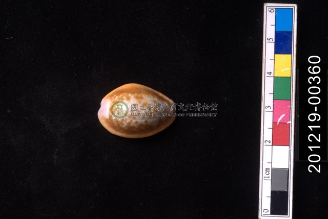 紅花寶螺
