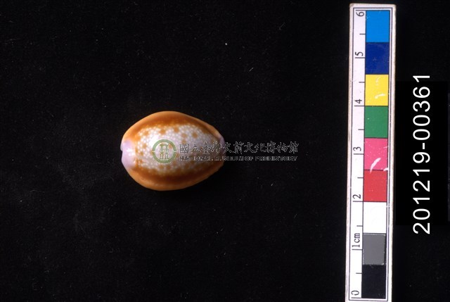 紅花寶螺