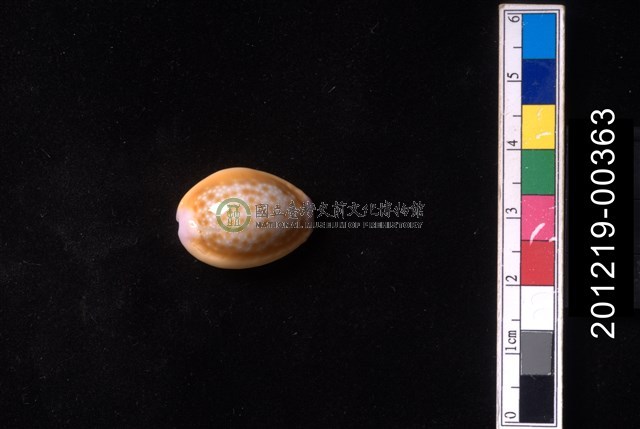 紅花寶螺