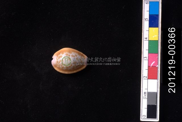 紅花寶螺