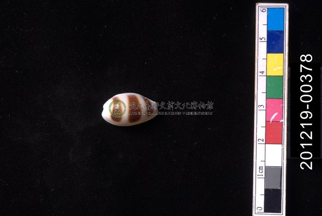 浮標寶螺