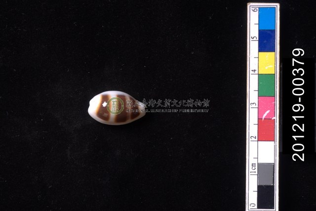 浮標寶螺