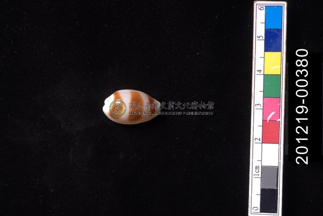 浮標寶螺