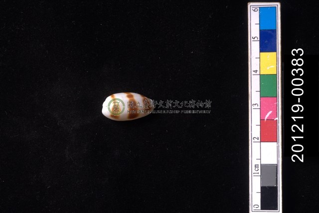 浮標寶螺