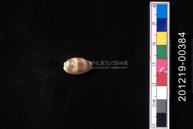 浮標寶螺