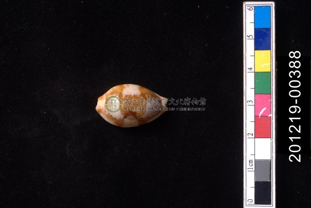 塊斑寶螺