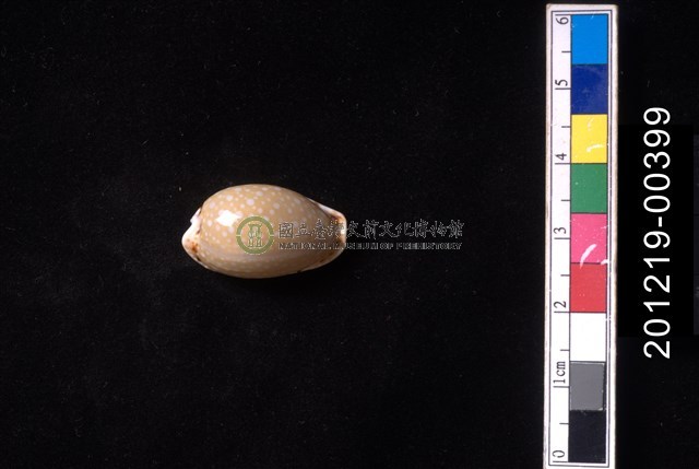 梨皮寶螺
