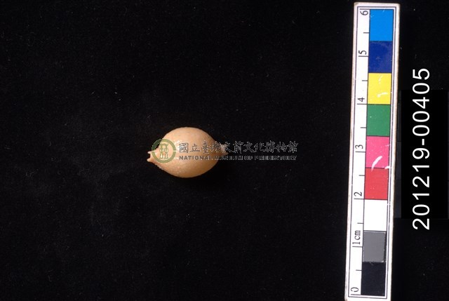 繡珠寶螺
