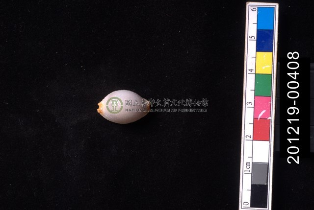 鯊皮寶螺