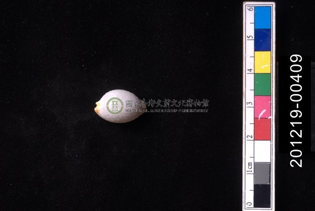 鯊皮寶螺