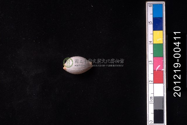 鯊皮寶螺