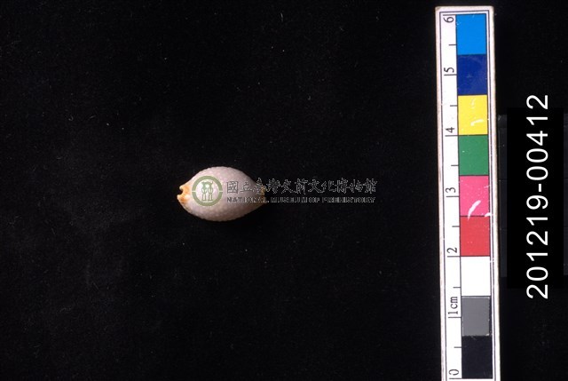 鯊皮寶螺