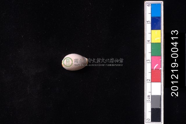 鯊皮寶螺