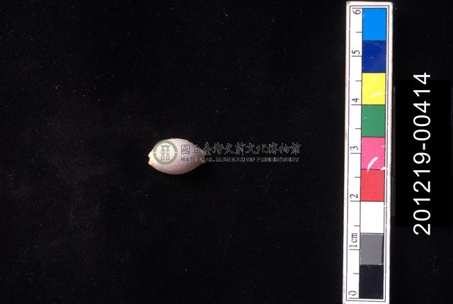 鯊皮寶螺