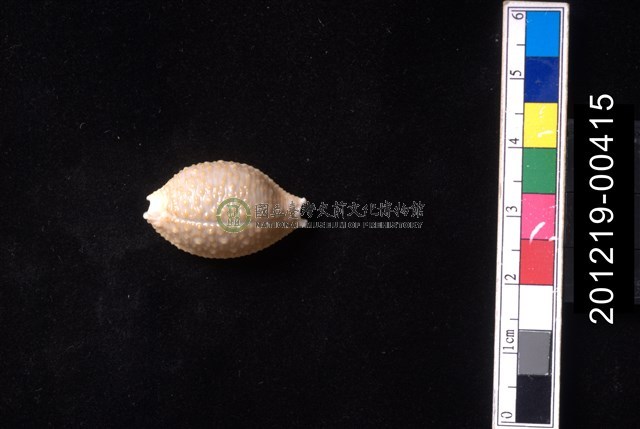 疙瘩寶螺