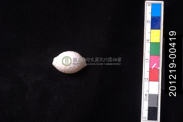 疙瘩寶螺