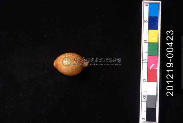 金珠寶螺