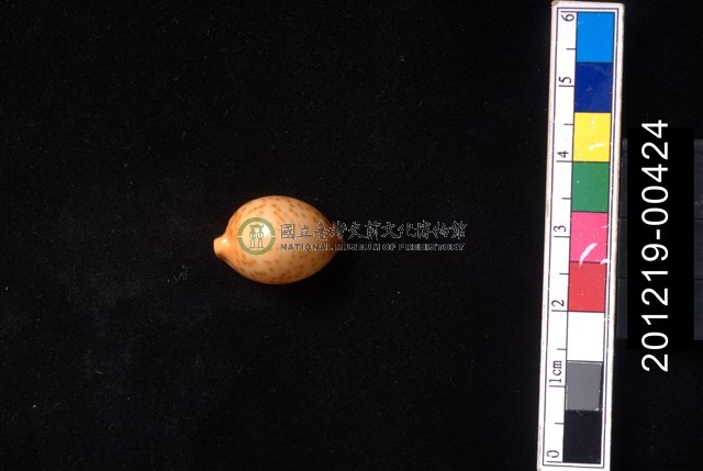金珠寶螺
