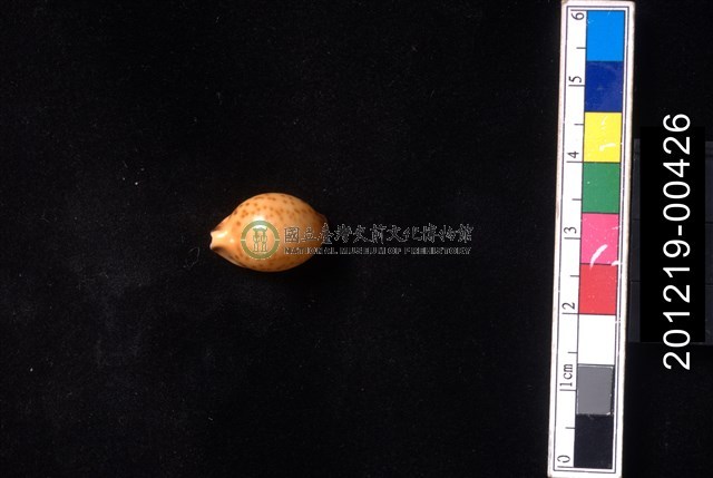 金珠寶螺