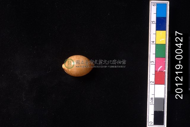 金珠寶螺